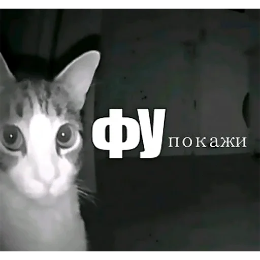 Стикерпак Birds Memes для Telegram — скачать