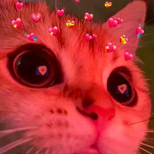 😻 Стикер «Birds Memes» для Telegram