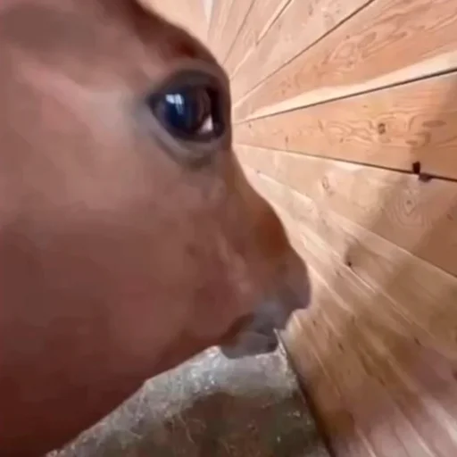 😳 Стикер «Birds Memes» для Telegram