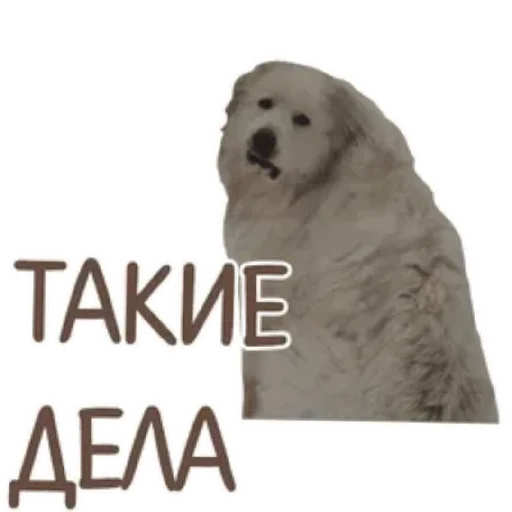😄 Стикер «Spread Beaver» для Telegram