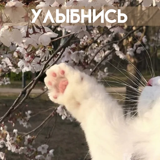 🐾 Стикер «Весенее» для Telegram