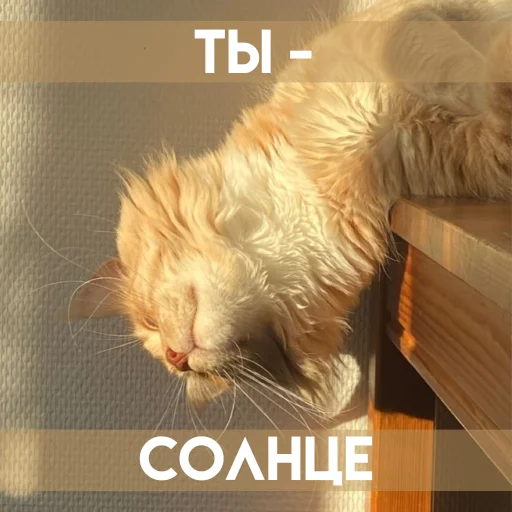 😽 Стикер «Весенее» для Telegram
