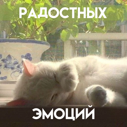 😽 Стикер «Весенее» для Telegram