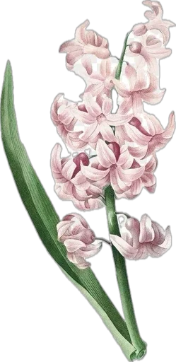 🪻 Стикер «spring fairies» для Telegram