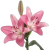 🌟 Эмодзи «Spring vibe» для Telegram