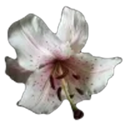 🌟 Эмодзи «Spring vibe» для Telegram
