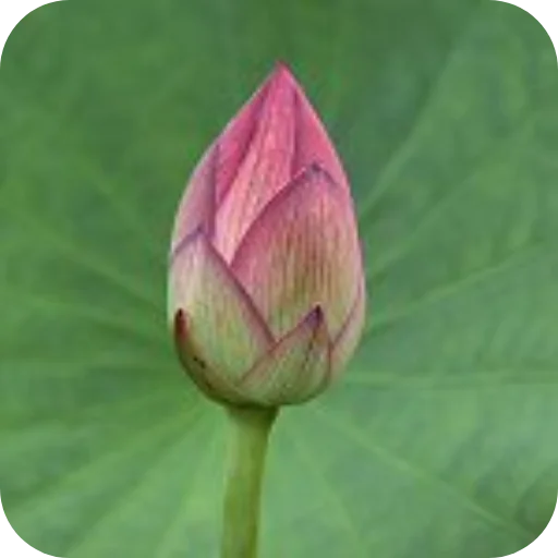 🌸 Стикер «Sprunki» для Telegram
