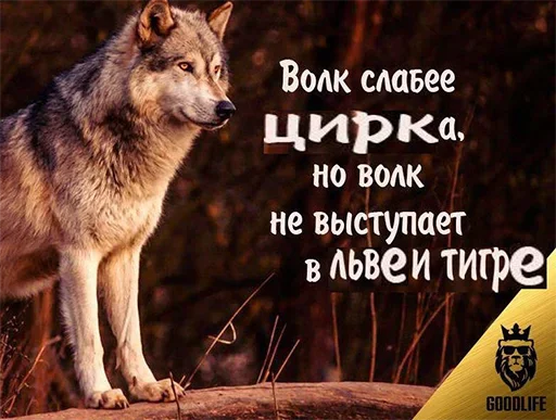 🐺 Стикер «Спуч - Апуч» для Telegram