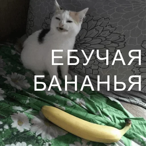 🍌 Стикер «Спуч - Апуч» для Telegram