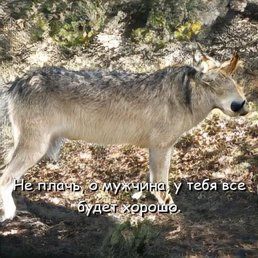 🐺 Стикер «Спуч - Апуч» для Telegram