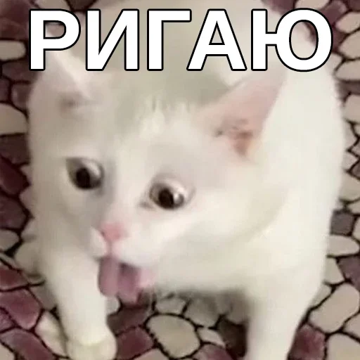 🤮 Стикер «Спуч - Апуч» для Telegram