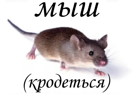 🐁 Стикер «Спуч - Апуч» для Telegram