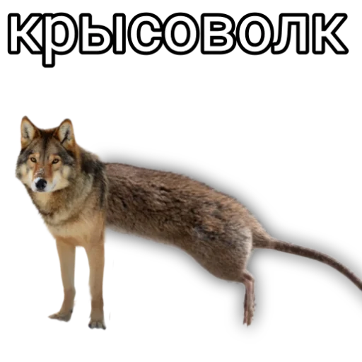 🐺 Стикер «Спуч - Апуч» для Telegram