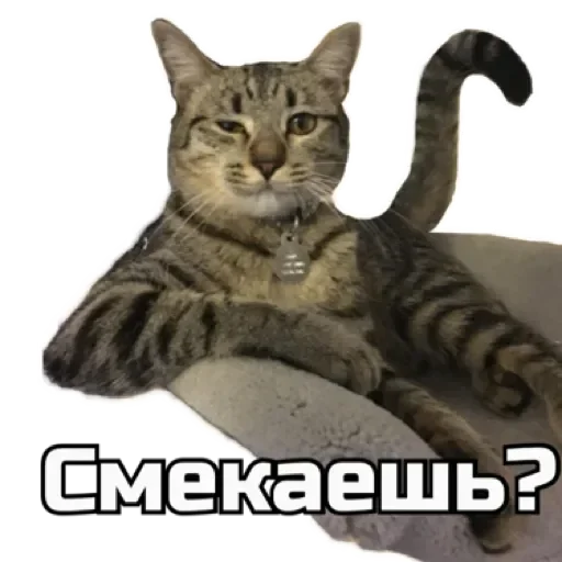 😉 Стикер «СпутниКот» для Telegram