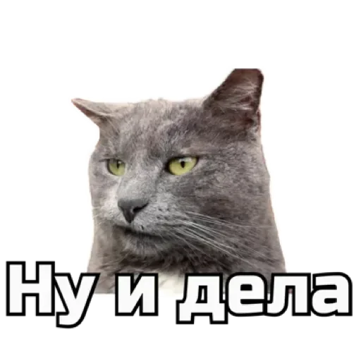 🫤 Стикер «СпутниКот» для Telegram
