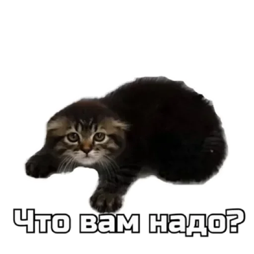 🥺 Стикер «СпутниКот» для Telegram