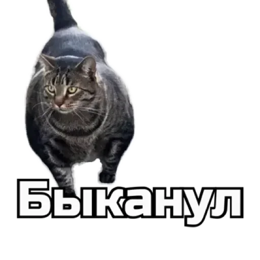 😏 Стикер «СпутниКот» для Telegram