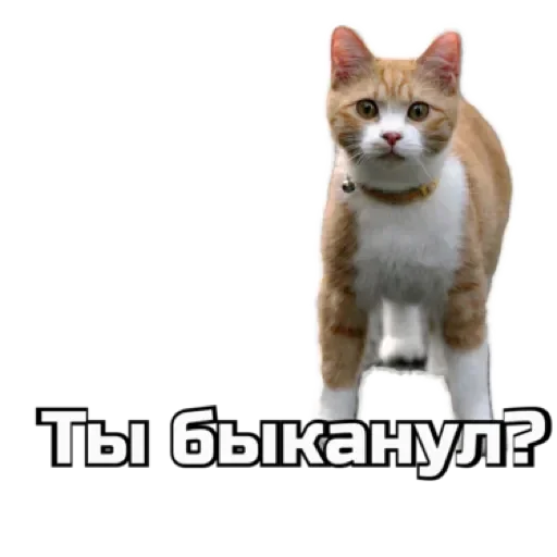 🤨 Стикер «СпутниКот» для Telegram