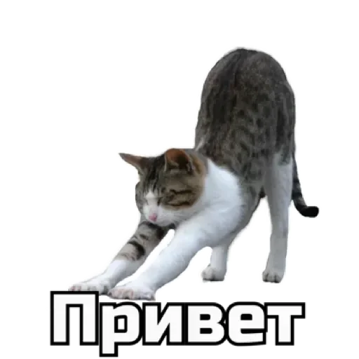 Стикерпак СпутниКот для Telegram
