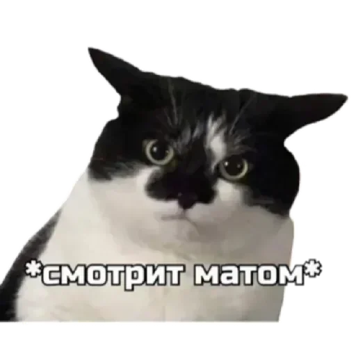 😏 Стикер «СпутниКот» для Telegram