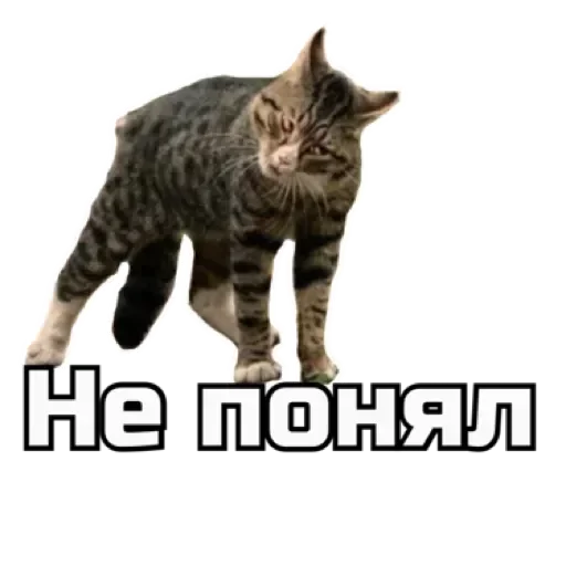 ⁉️ Стикер «СпутниКот» для Telegram