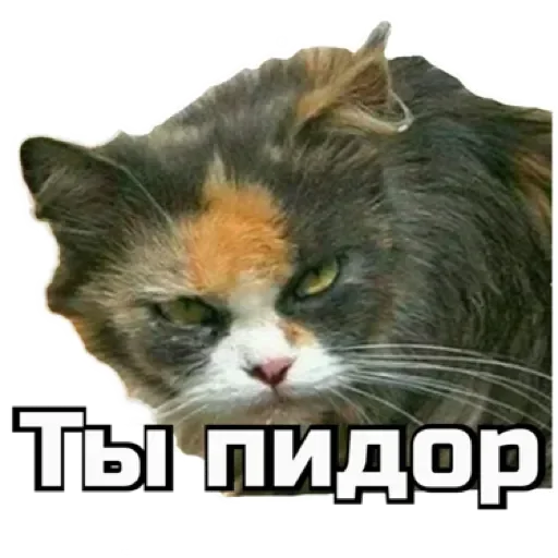 🫵 Стикер «СпутниКот» для Telegram