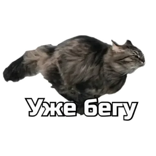 🏃‍♀️ Стикер «СпутниКот» для Telegram