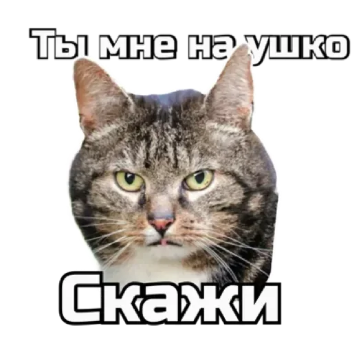 😐 Стикер «СпутниКот» для Telegram