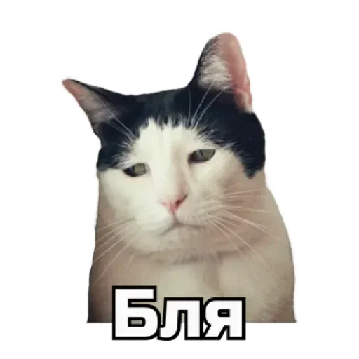 😐 Стикер «СпутниКот» для Telegram