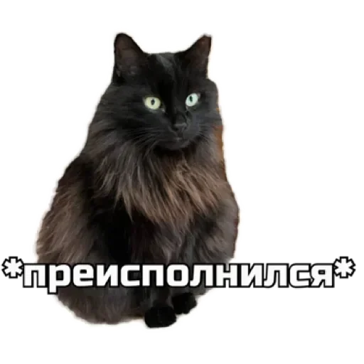 😉 Стикер «СпутниКот» для Telegram
