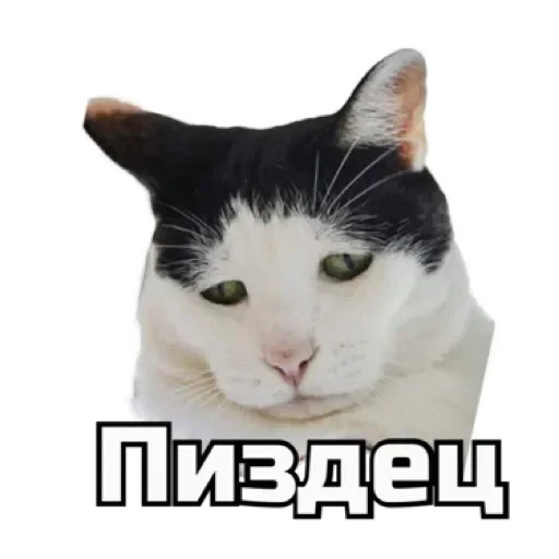 😞 Стикер «СпутниКот» для Telegram