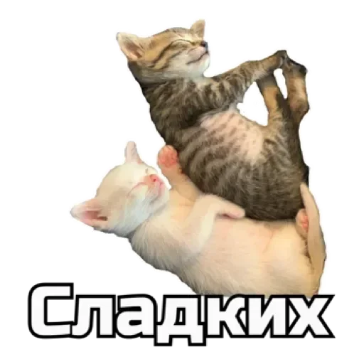 😴 Стикер «СпутниКот» для Telegram