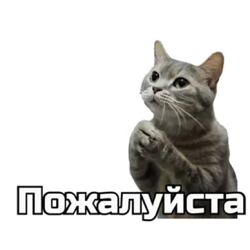 🥺 Стикер «СпутниКот» для Telegram