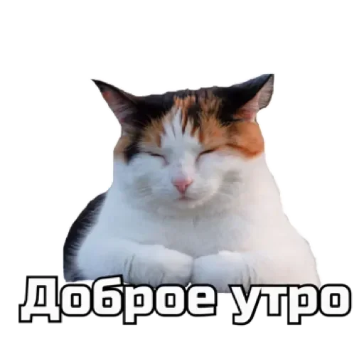 ☀️ Стикер «СпутниКот» для Telegram