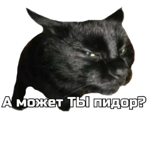 🤔 Стикер «СпутниКот» для Telegram