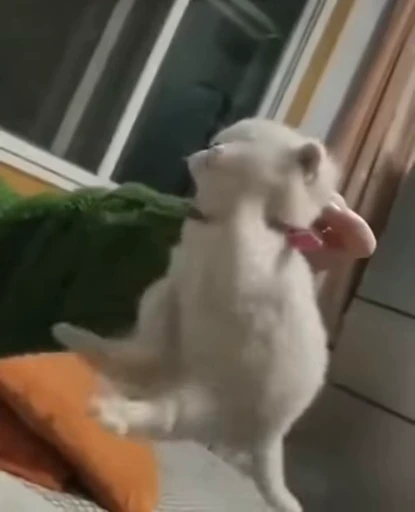👣 Стикер «котики зеточки» для Telegram