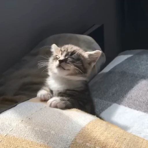 🐈 Стикер «котики зеточки» для Telegram