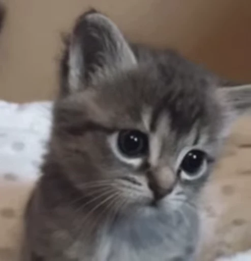 😕 Стикер «котики зеточки» для Telegram