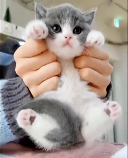 🤭 Стикер «котики зеточки» для Telegram