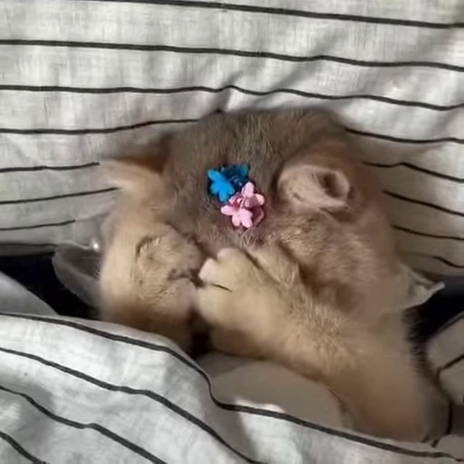 😊 Стикер «котики зеточки» для Telegram