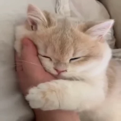 🐈 Стикер «котики зеточки» для Telegram