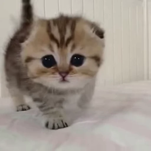 ☹️ Стикер «котики зеточки» для Telegram