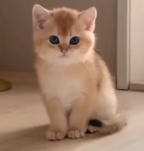 🧐 Стикер «котики зеточки» для Telegram