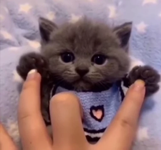 🍀 Стикер «котики зеточки» для Telegram