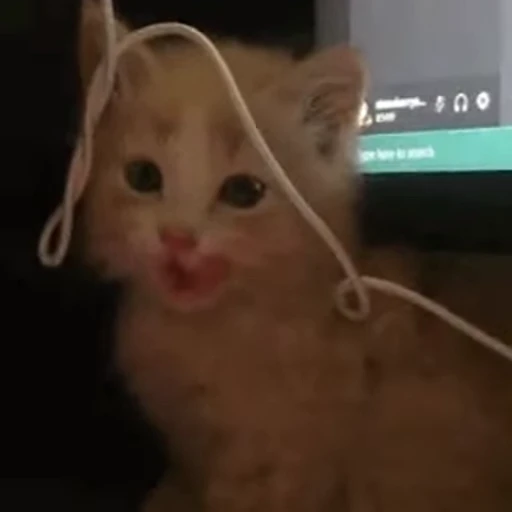 🙂 Стикер «котики зеточки» для Telegram
