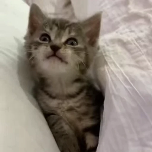 🥱 Стикер «котики зеточки» для Telegram