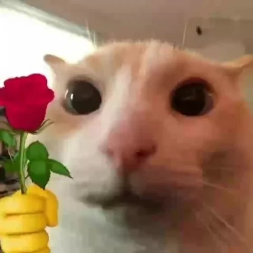 🌸 Стикер «Братва» для Telegram