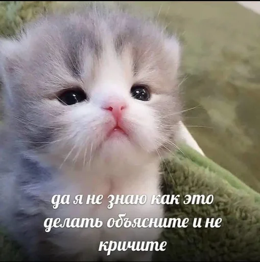 🥺 Стикер «Братва» для Telegram