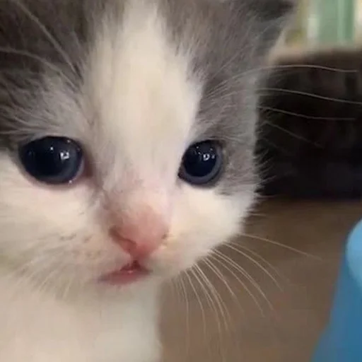 🥺 Стикер «Братва» для Telegram