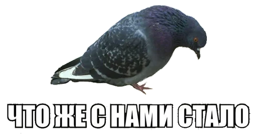 🤯 Стикер «Срач Начинается» для Telegram